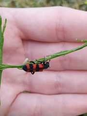 Trichodes leucopsideus