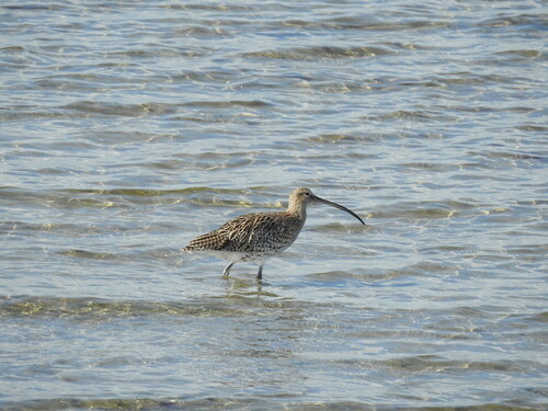 Eurasian Curlew