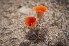 Calochortus kennedyi