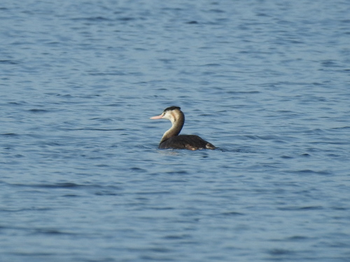 Great Crested Grebe
