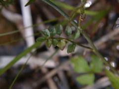 Cardamine dentata