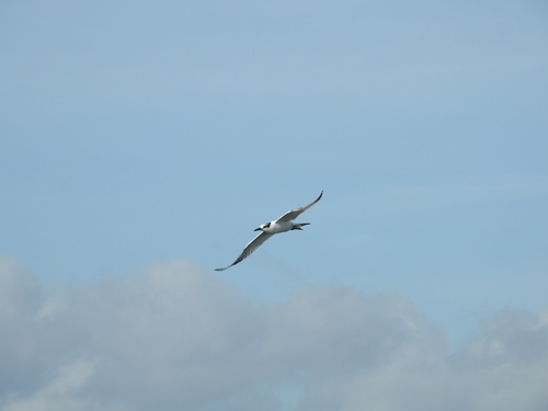 Sandwich Tern