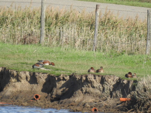 Eurasian Wigeon
