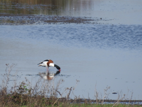 Common Shelduck