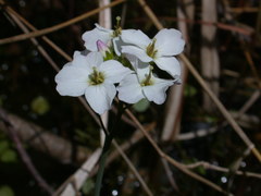 Cardamine dentata