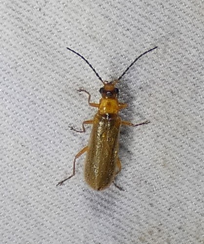 Rhagonycha triangulifera