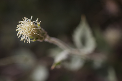 Brickellia atractyloides