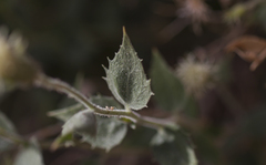 Brickellia atractyloides