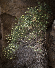 Brickellia atractyloides