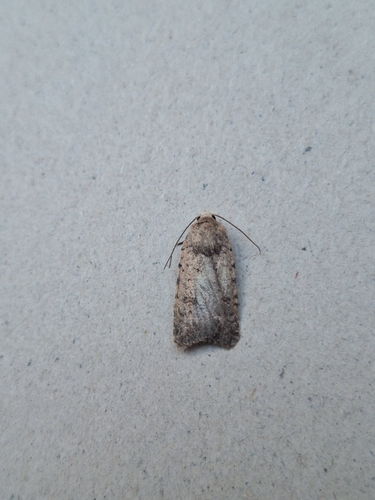 Pale Mottled Willow Moth