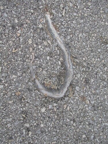 DeKay's Brownsnake