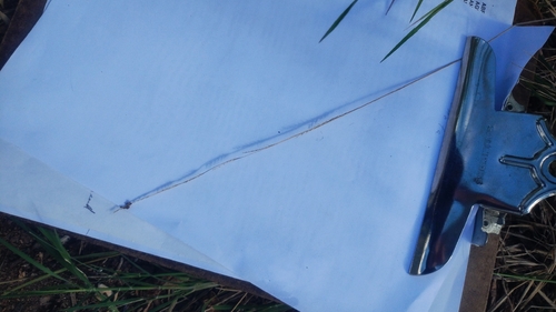 Eriochloa sericea observed 2026-10-14