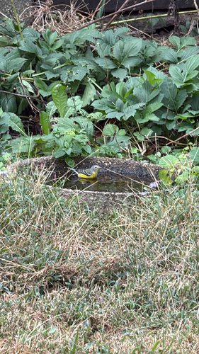 Magnolia Warbler