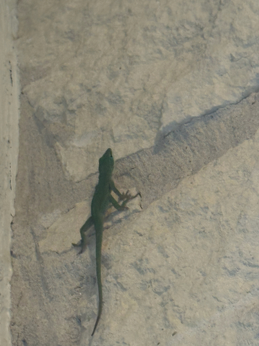 Green Anole