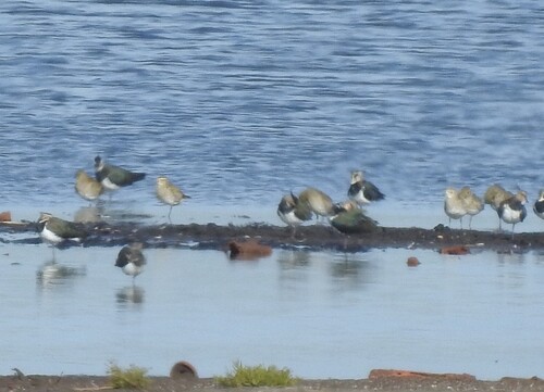 European Golden-Plover