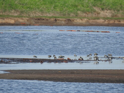 Northern Lapwing