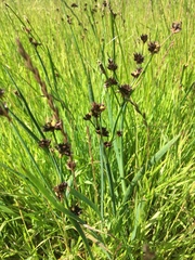 Juncus phaeocephalus