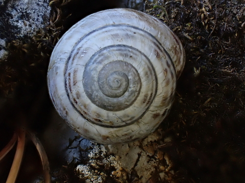Helix sylvatica, 2026-09-12