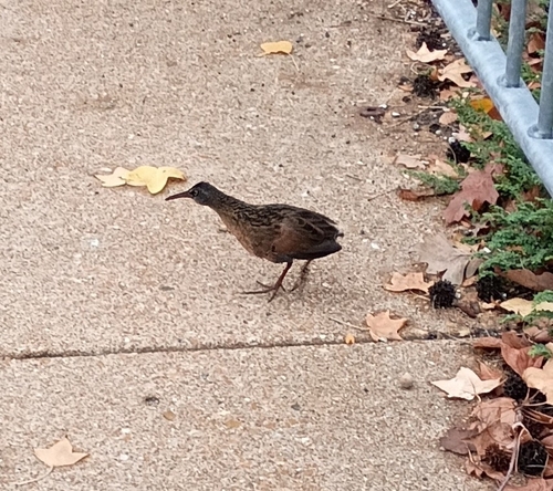 Virginia Rail