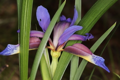 Iris graminea