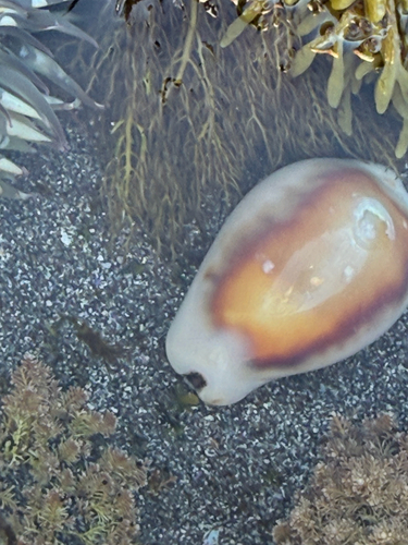 Neobernaya spadicea, 2026-10-09