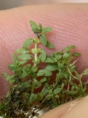 Callitriche terrestris