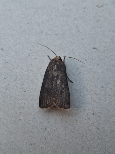 Turnip Moth