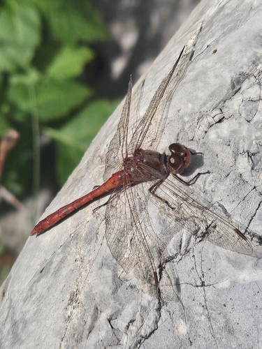 Southern Darter