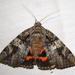 Ilia Underwing - Photo (c) Anita363, some rights reserved (CC BY-NC)