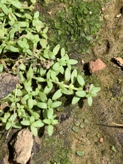 Callitriche terrestris