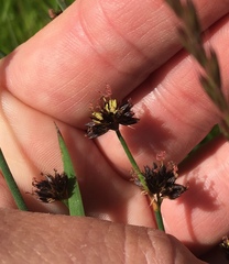 Juncus phaeocephalus