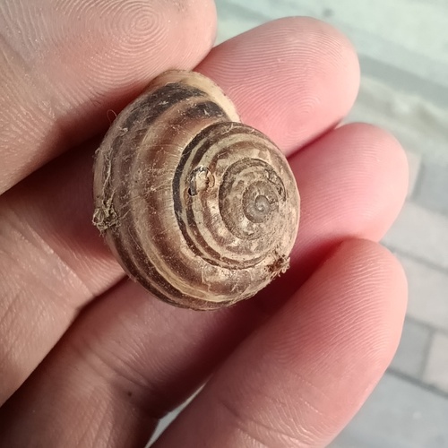 Chocolate-band Snail