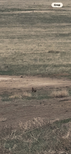 American Badger observed by brandon_krikke