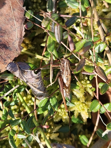 Bog Bush-cricket