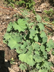 Alchemilla mollis