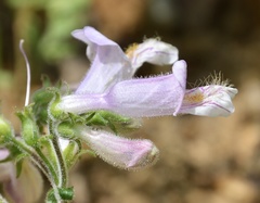 Penstemon canescens