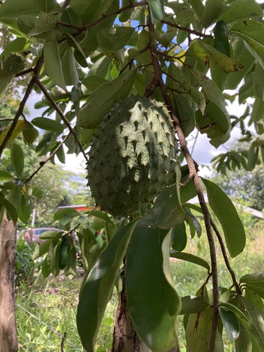 Annona muricata observed 2026-10-14
