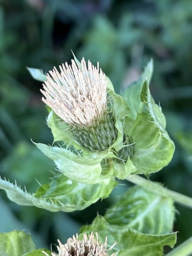 Cabbage Thistle