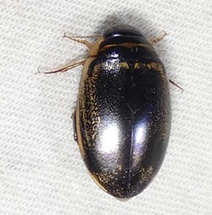Thermonectus basillaris