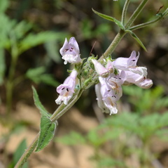 Penstemon canescens