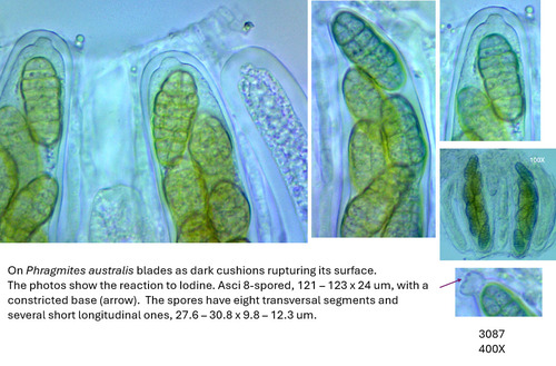 Stemphylium vesicarium