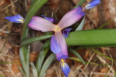 Iris graminea