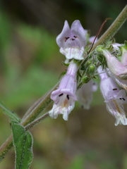 Penstemon canescens