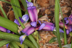 Iris graminea