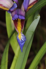 Iris graminea