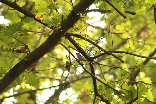 Long-tailed Tit