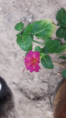Magnoliopsida