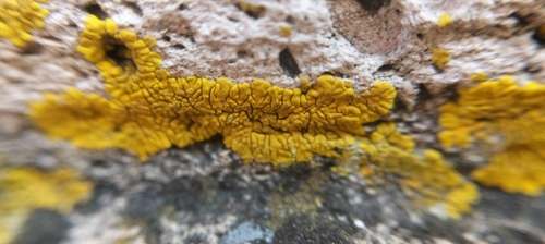 Mexican Yolk Lichen
