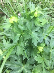 Trollius