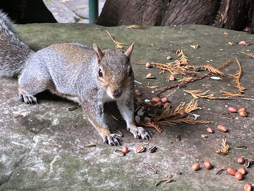 Eastern Gray Squirrel